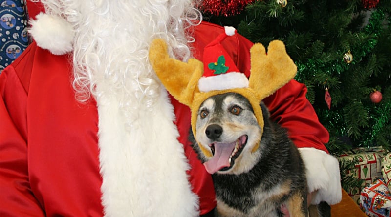 Santa Dog