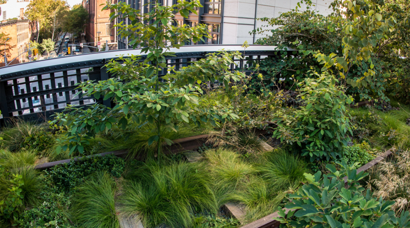 Nyc High Line Trees