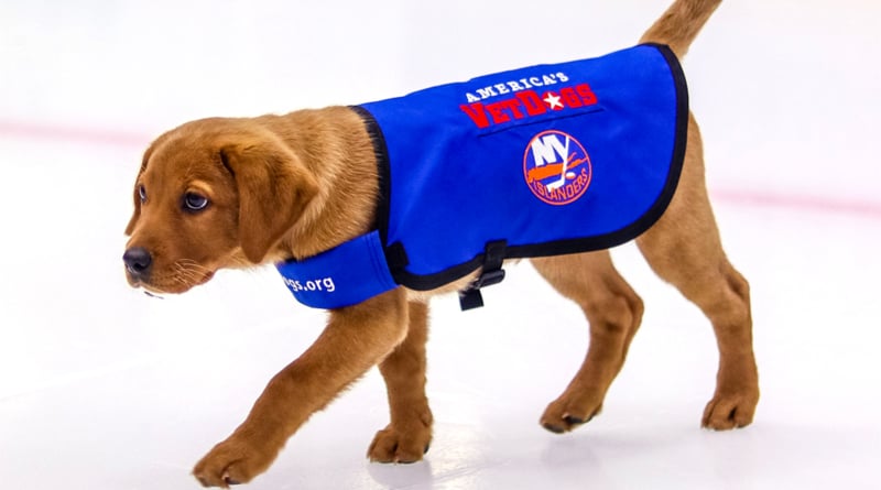 New york islanders dog jersey top