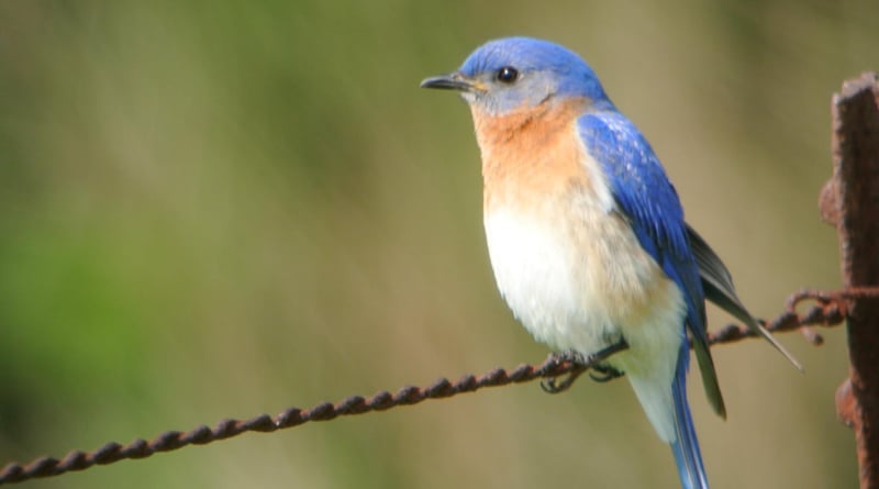 Eastern Bluebird 2