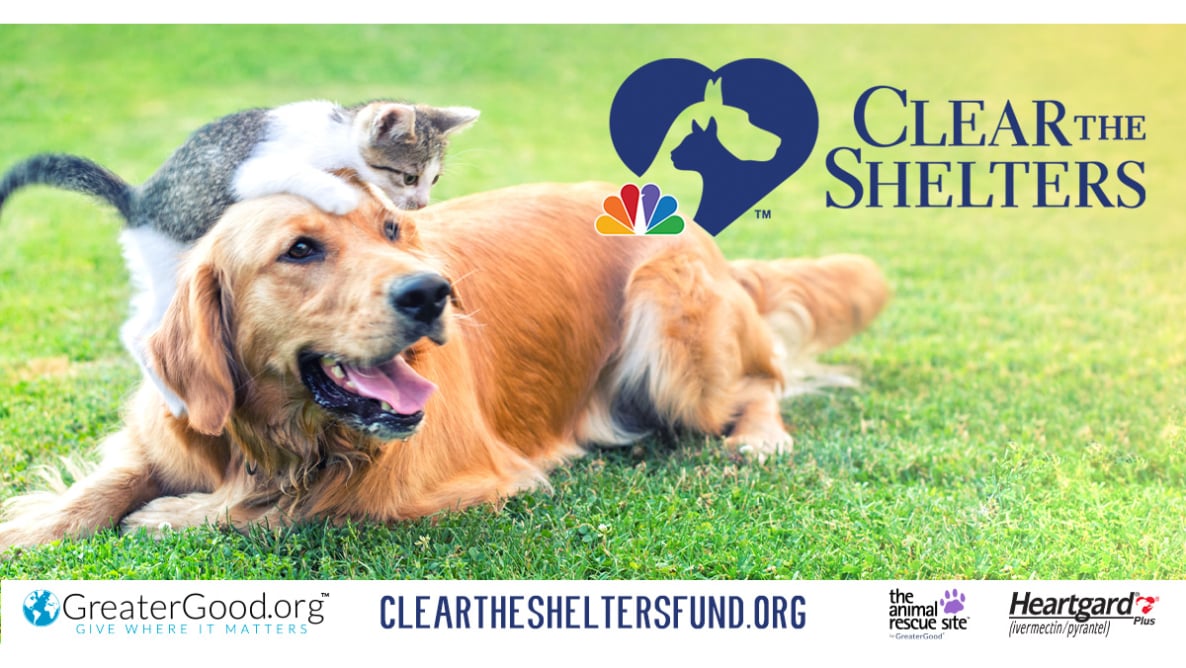 Annual Clear The Shelters campaign begins • The Long Island Times