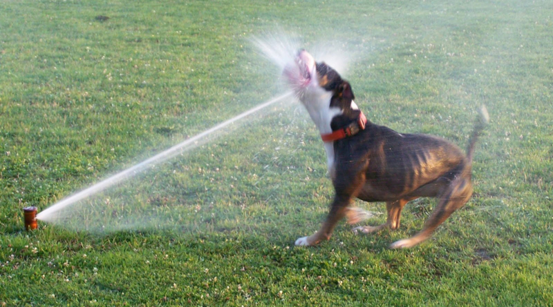 Dog Sprinkler