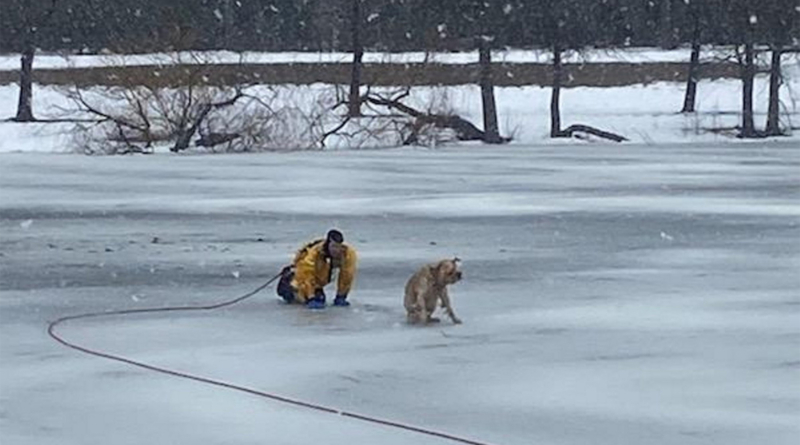 Lucky Dog Rescued