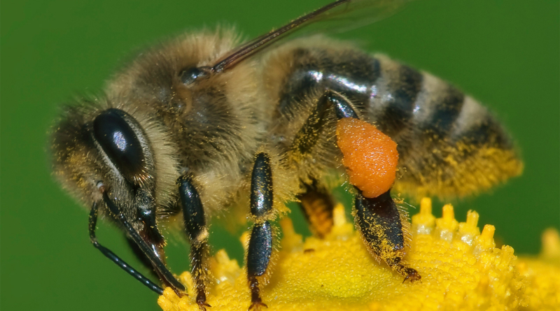 Western Honey Bee