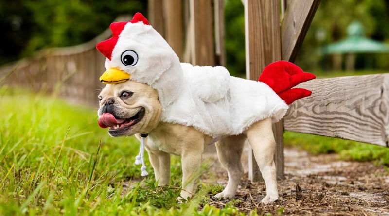 Dog Chicken