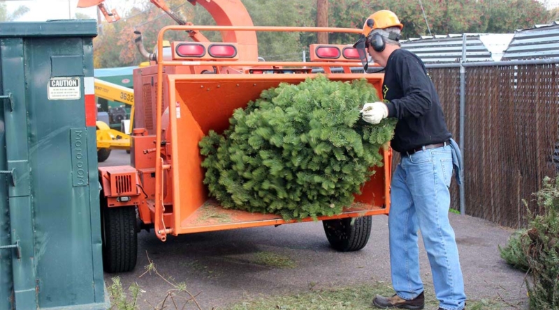 Christmas Tree Mulching