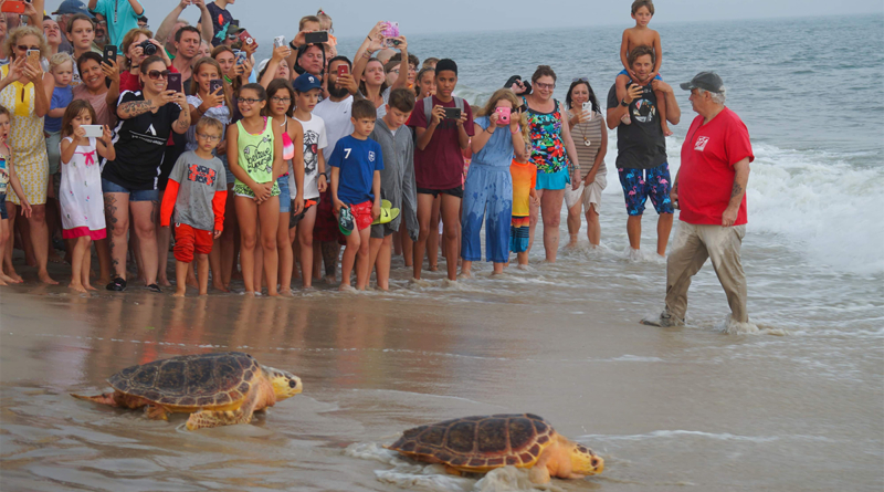 Turtle Rescue