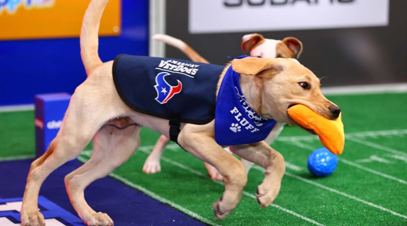 Kirby Puppy Bowl 2022