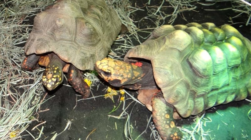 Turtle Rescue Of The Hamptons Two