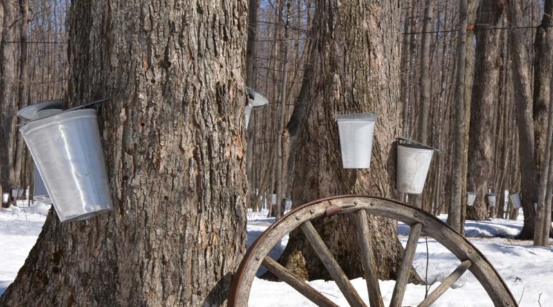 Maple Syrup Taps