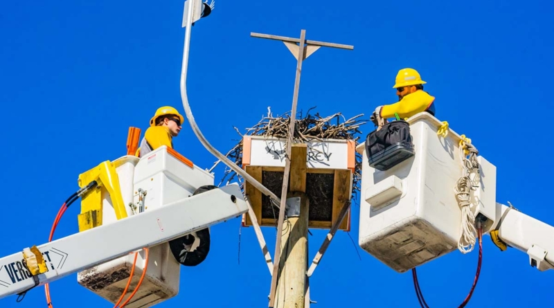 Pseg Li Osprey Nest Cleaning