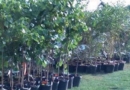 PSEG Long Island gives free trees for Arbor Day