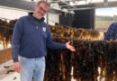 Huntington celebrates success of sugar kelp project