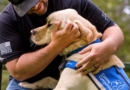 DogFest in Massapequa to benefit Canine Companions