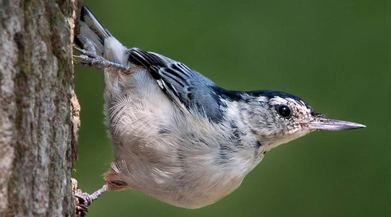 Nys Birding Trail