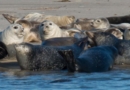 Seal watching tours at Cupsogue Beach