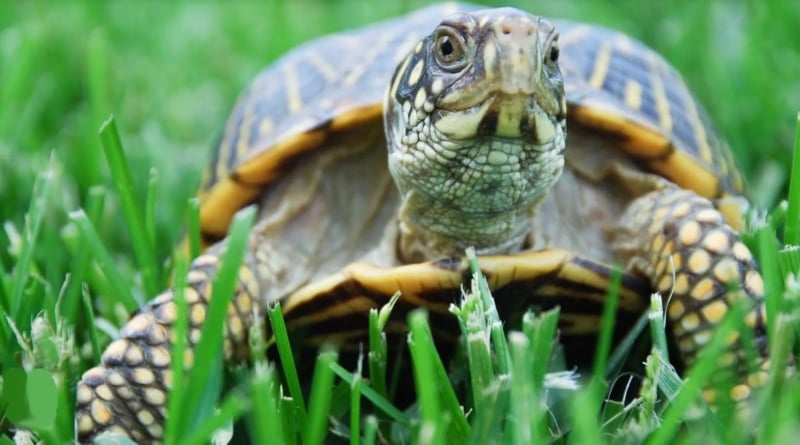 Turtle In The Grass