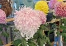 Mums Workshop