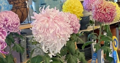 Mums Workshop