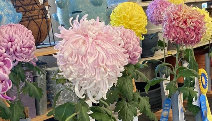 Mums Workshop
