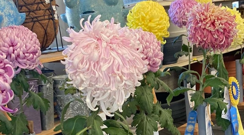 Mums Workshop