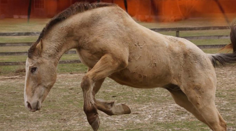 Warrior Ranch Movie