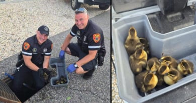 Scpd Ducklings