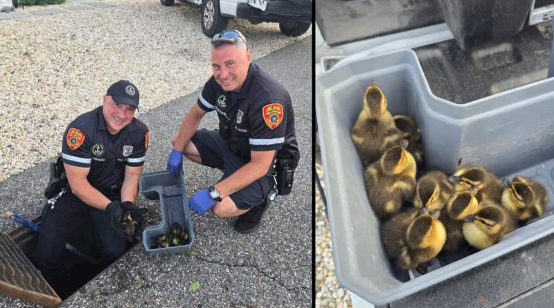 Scpd Ducklings