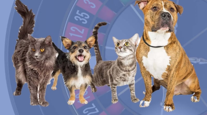 Casino Night Cove Animal Rescue