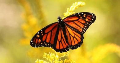 Butterfly Nature Conservancy