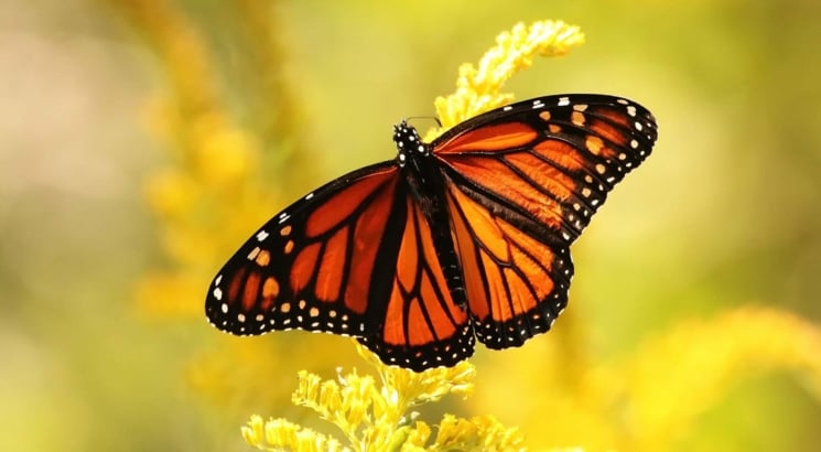 Butterfly Nature Conservancy