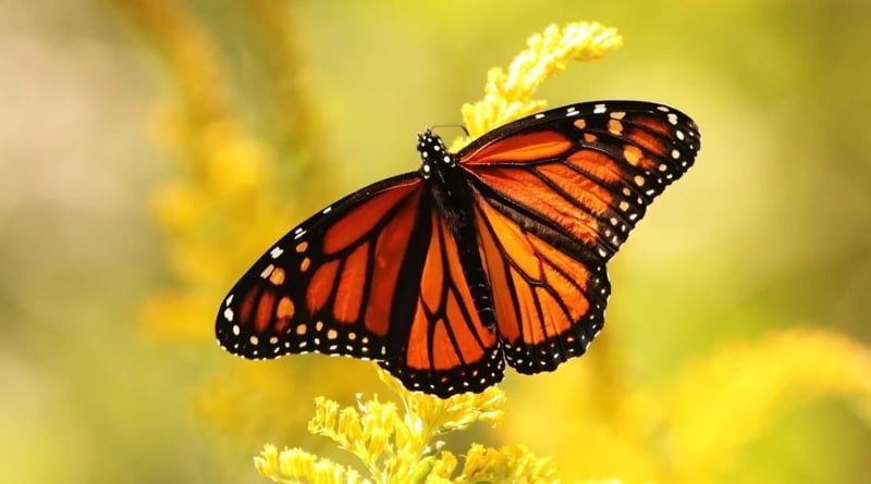 Butterfly Nature Conservancy