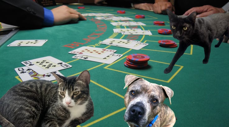 Cove Animal Rescue Casino Night