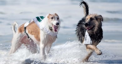 Arf Hampton 2024