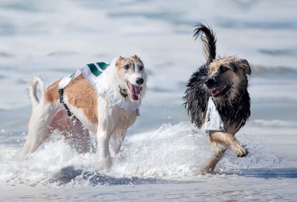 Arf Hampton 2024