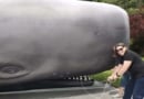 Csh Whaling Museum Whale