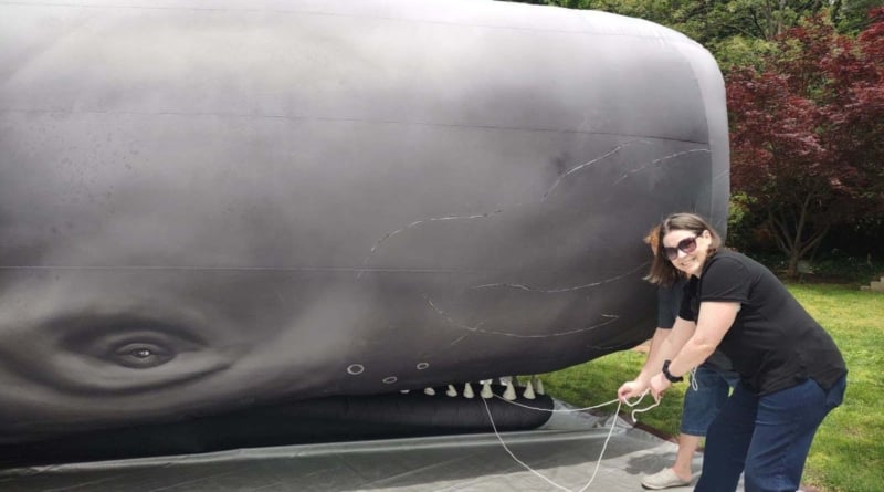 Csh Whaling Museum Whale