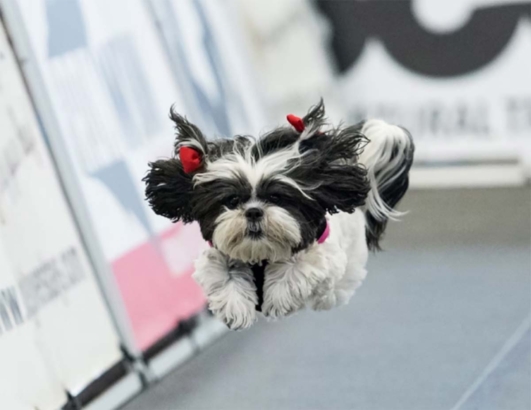 Pet Expo Dog
