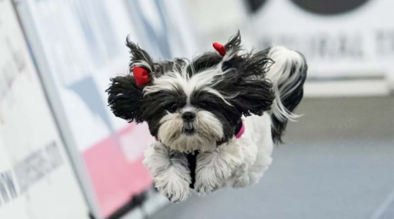 Pet Expo Dog