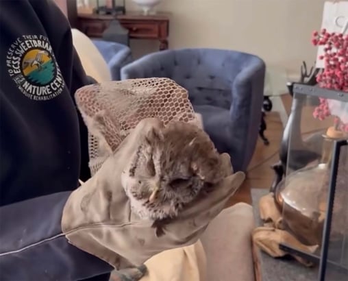 Tiny screech owl extracted from chimney by nature center staff in holiday rescue Sweetbriar Owl
