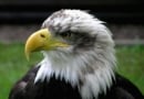 Bald Eagle Wikiimages