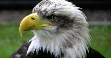Bald Eagle Wikiimages