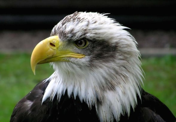 Bald Eagle Wikiimages
