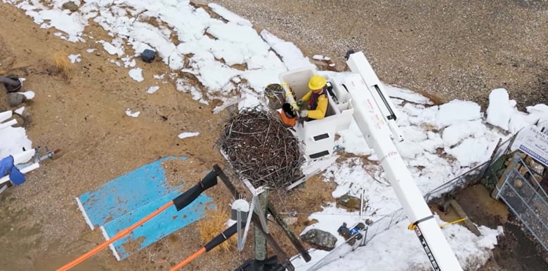 PSEG Long Island prepares for the ospreys return Pseg Oyster Bay Osprey Nest