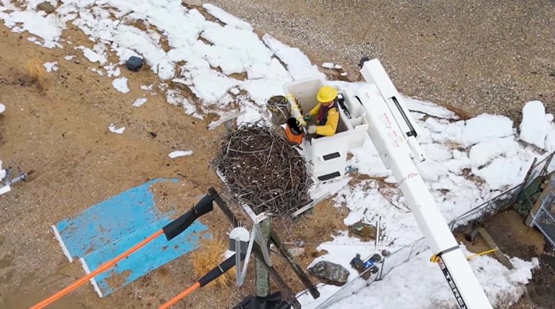 Pseg Oyster Bay Osprey Nest