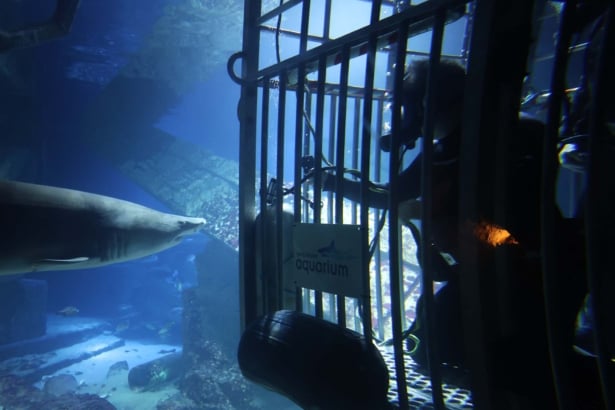 Shark Tank Riverhead