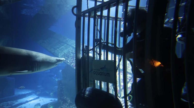 Shark Tank Riverhead