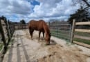 Warrior Ranch Ranger