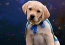 Sparkle Canine Companions