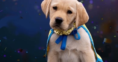 Sparkle Canine Companions